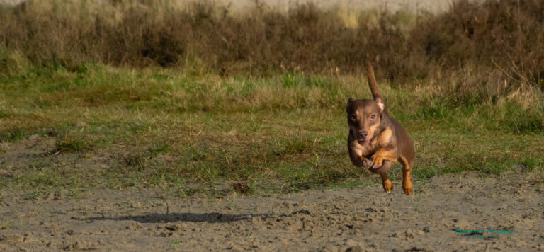 Huisdierfotograaf Jack Russel Terrier rennend