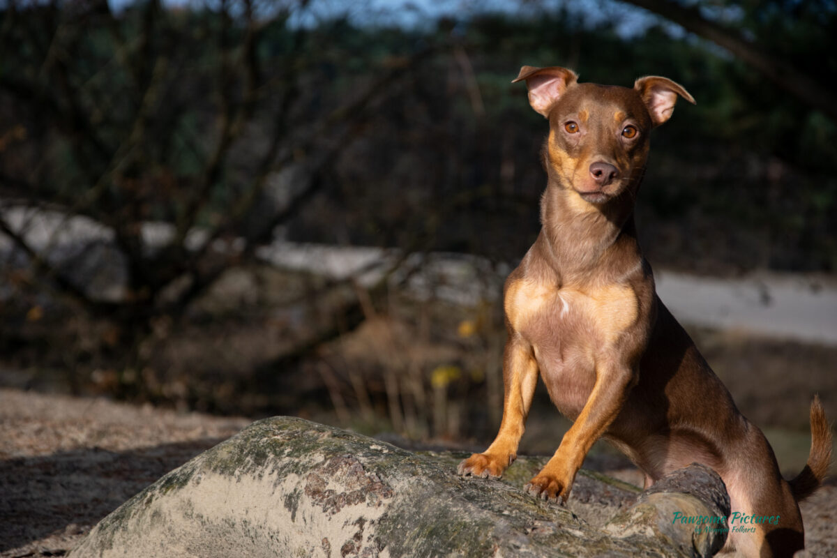 Fotoshoot huisdier Jack Russel Terrier poserend
